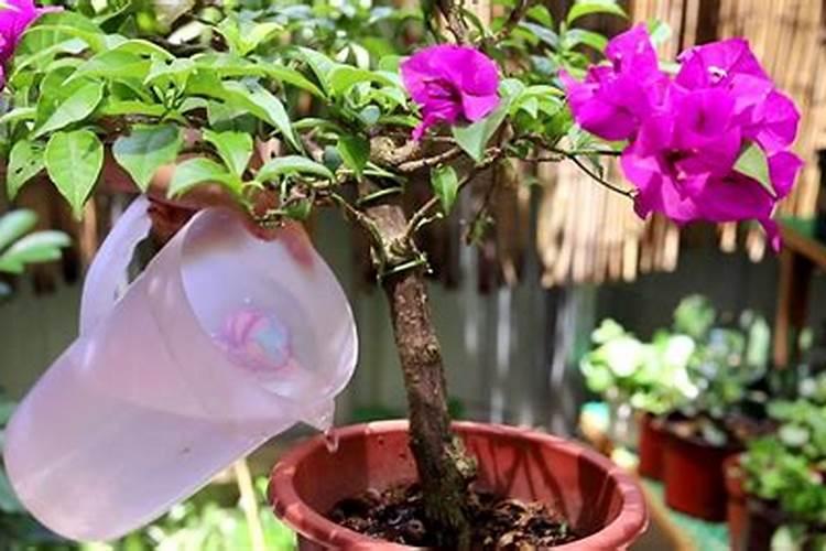 三角梅夏天能施肥吗？适合用哪种肥料以及多久施一次？