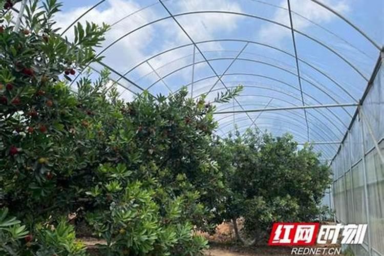 双氯芬酸钾栓的作用是什么