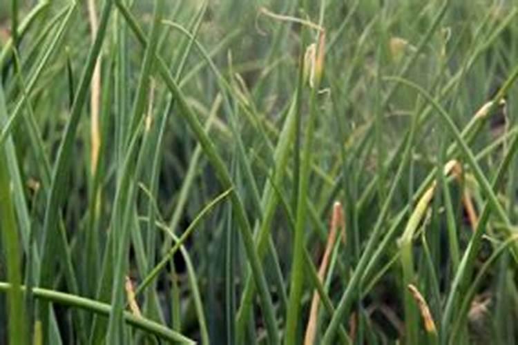 小葱叶黄了怎么补救