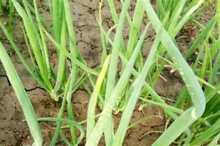 当小葱发黄时,最为简便的三个处理步骤有哪些？
