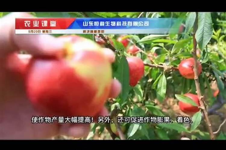 葡萄喷施“糖醇钙镁”肥,有什么作用,会抗寒抗病吗？