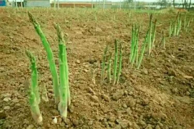 芦笋定植后要如何管理 芦笋施肥方法