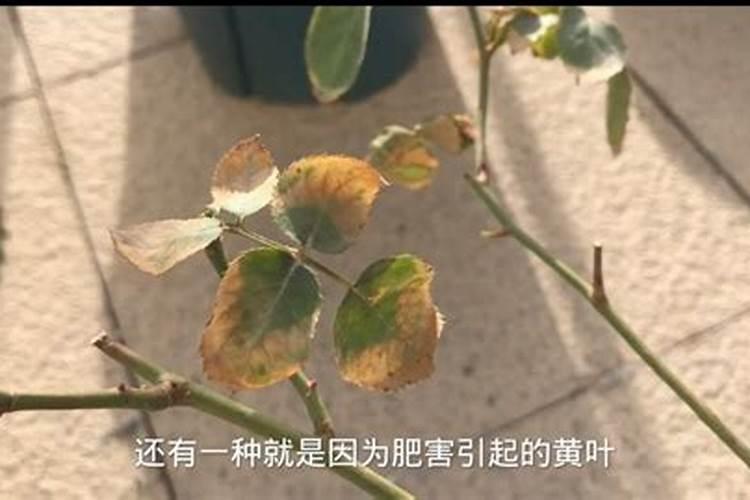 月季缺肥的表现