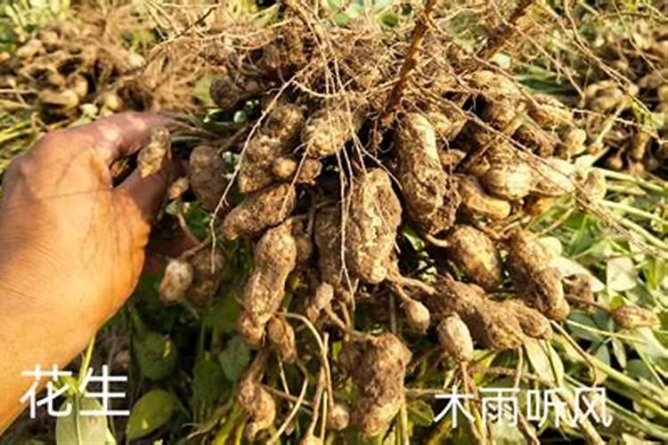 花生肥料最佳配方复合肥