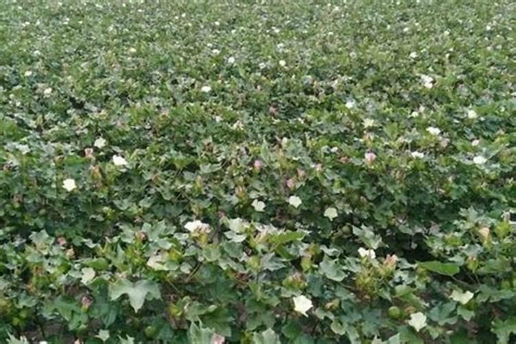 棉花后期喷什么叶面肥