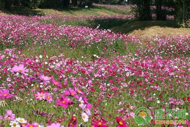 家庭院落花卉如何越冬保暖