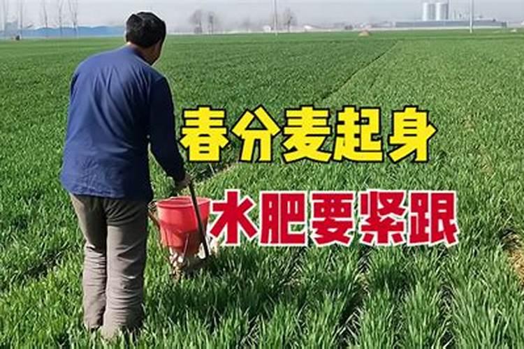 春季小麦田浇水施肥促分蘖控旺技术请给予指导