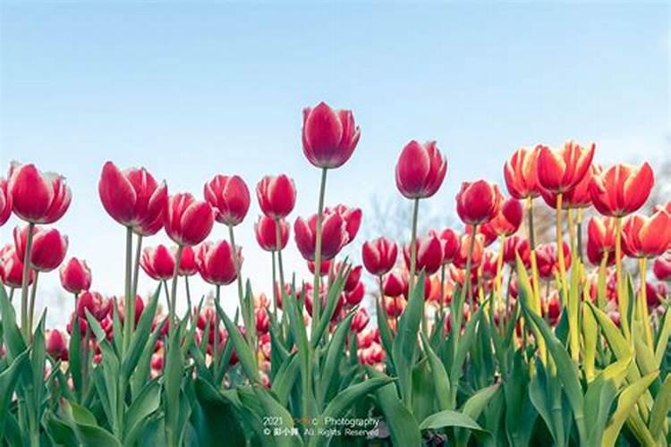 绣球的叶子能剪吗