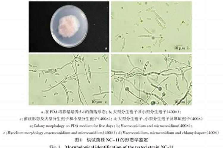 镰刀菌用什么杀菌剂