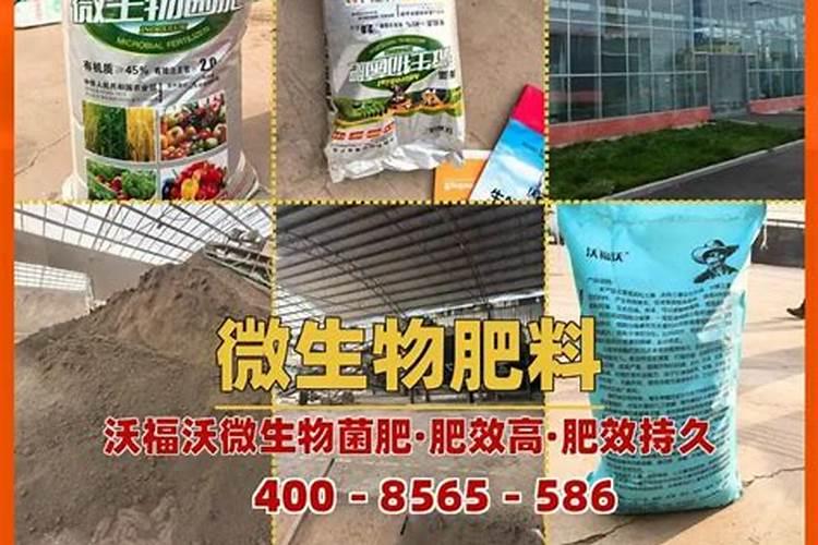 月季春天什么时候施肥