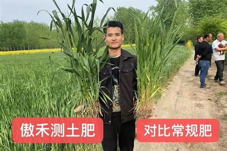 小辣椒用什么肥料最好