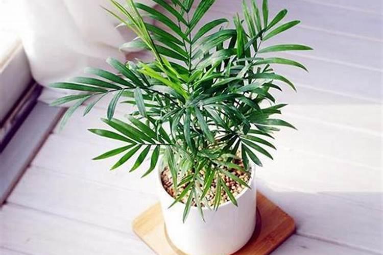 请问专家腐殖酸肥具体在苹果树上怎么用