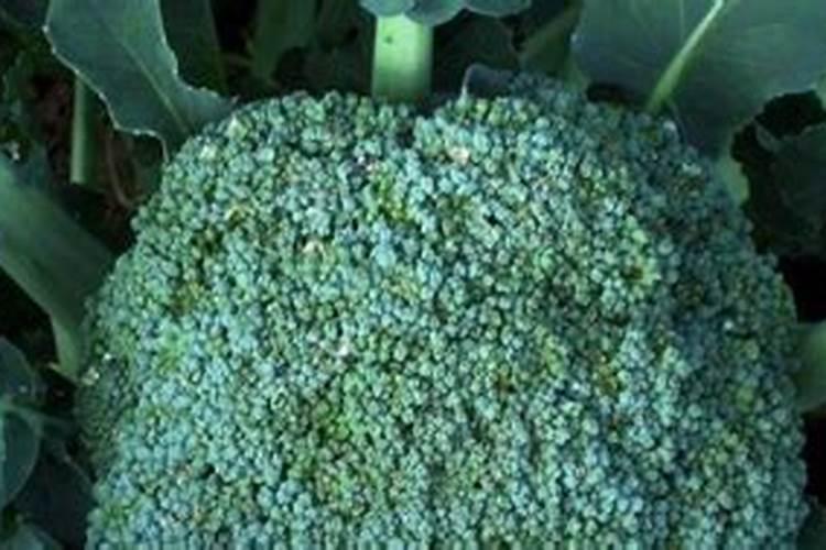 冬天养西兰花成活率高吗 冬种西兰花怎么施肥