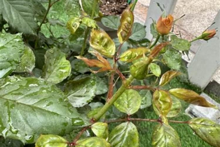 阳光玫瑰葡萄硬核中后期冲施磷酸二氢钾好吗