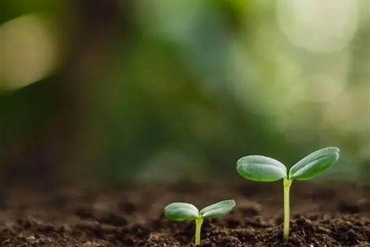 为什么开花要用磷肥