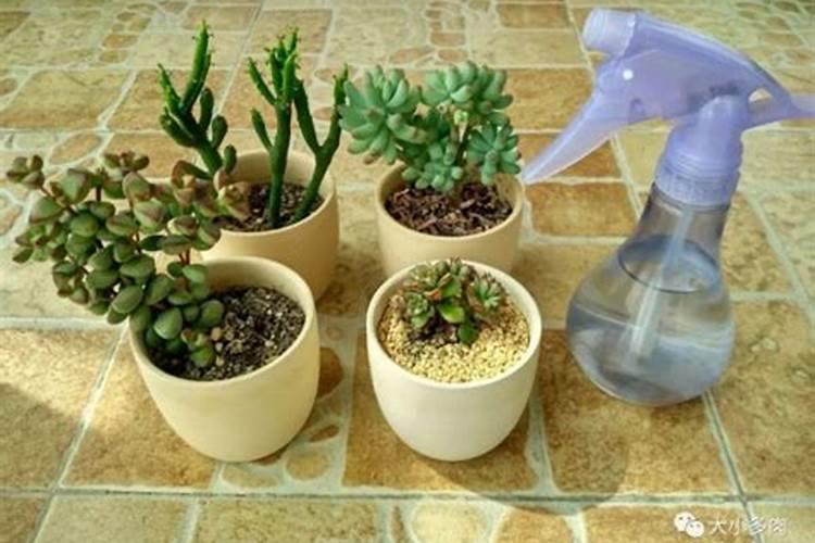 多肉施肥的最佳时间是什么时候 施肥的方法有哪些