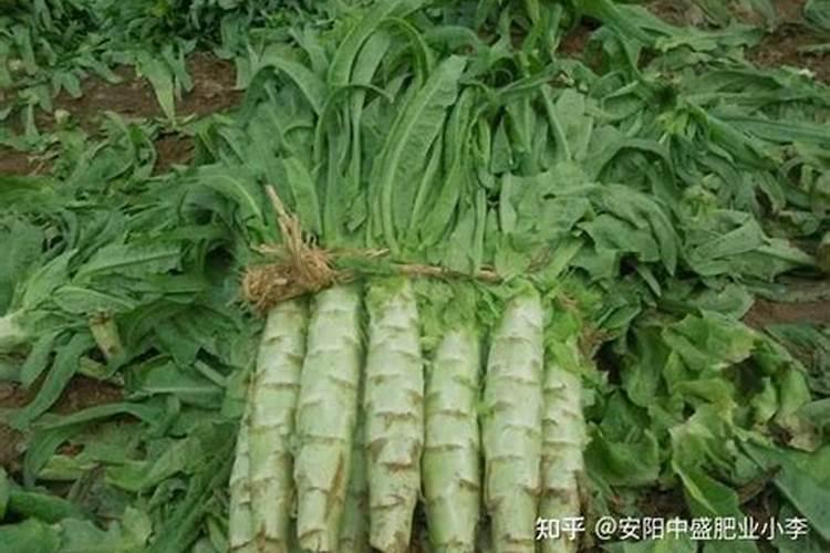 为使莴笋又粗又大应该用什么肥料