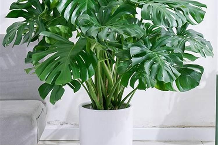 龟背竹施什么肥最好