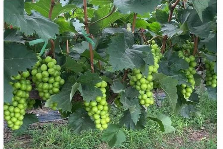 在生活中,“花卉肥王”磷酸二氢钾如何才能用对？