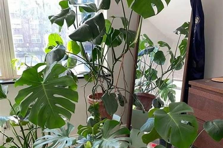 龟背竹浇什么肥料合适