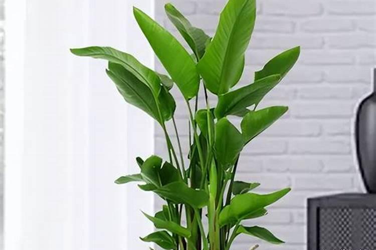 天堂鸟怎么养？记住“3要求2注意”,叶片翠绿,还能开出花