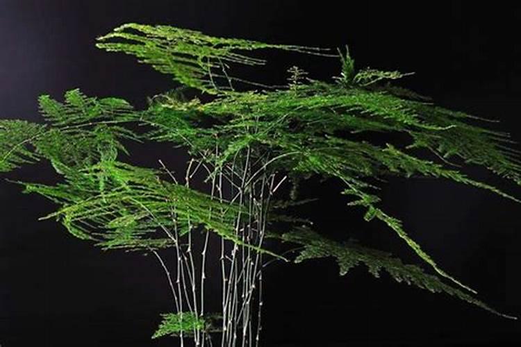 强生有哪些产品