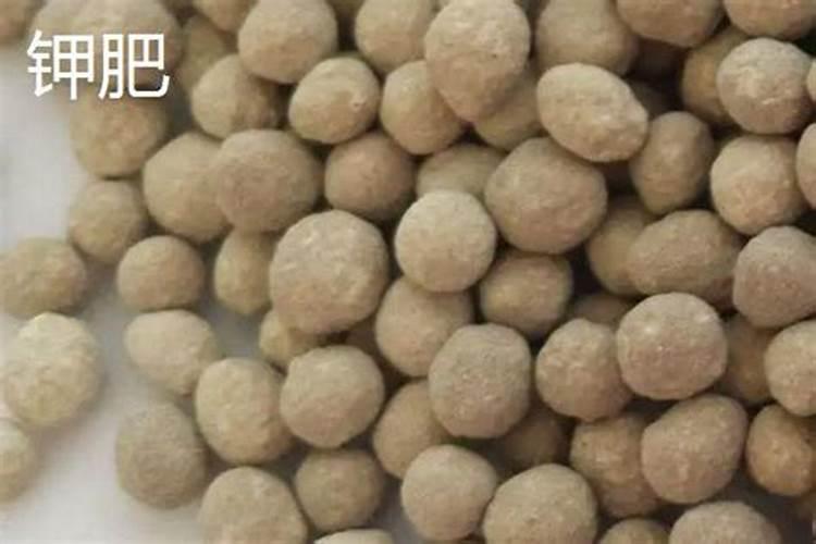 西瓜增甜最简单方法