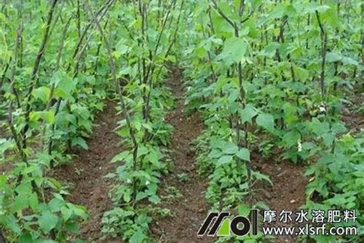 施特加复合肥公司简介