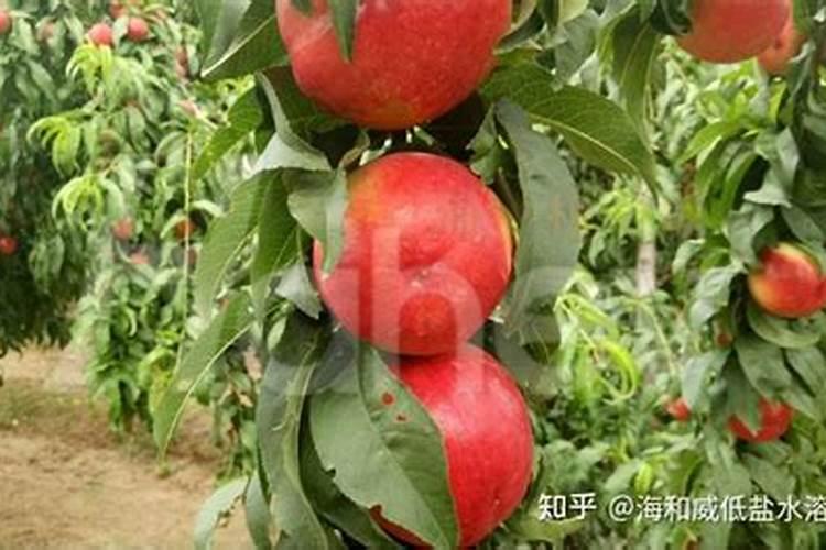 桃树最好的肥料是什么？