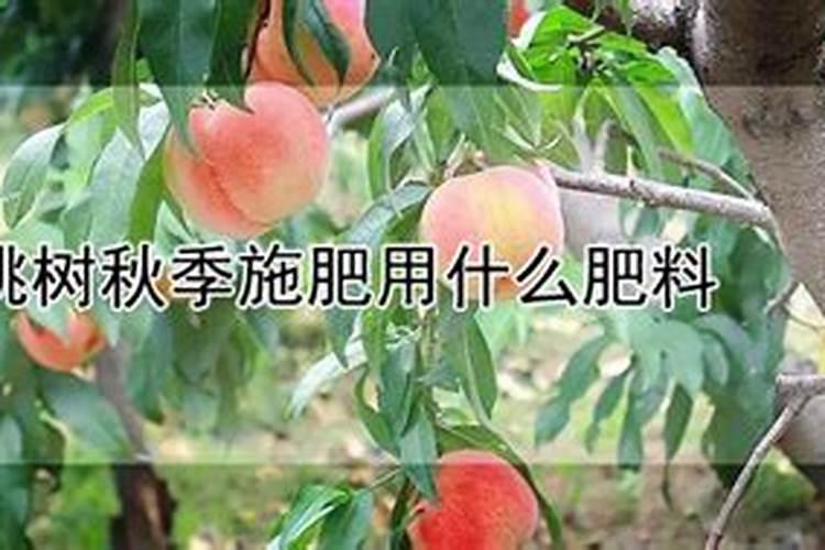 桃树10月份可以施肥吗