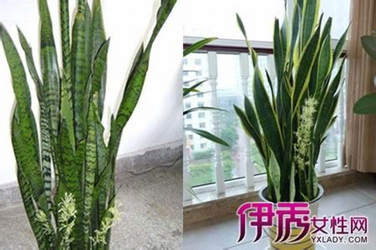 虎皮兰怎么养才开花