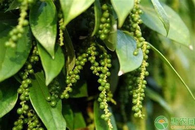 胡椒木如何养护