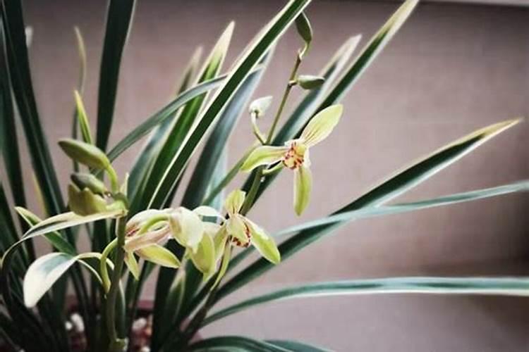 植物的根有什么作用？