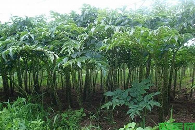 氯水的性质是什么？