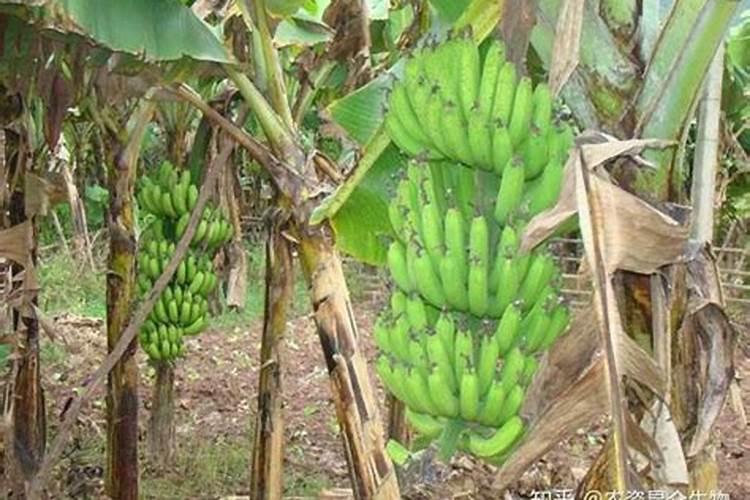 香蕉挂果的时候用什么肥料最好？
