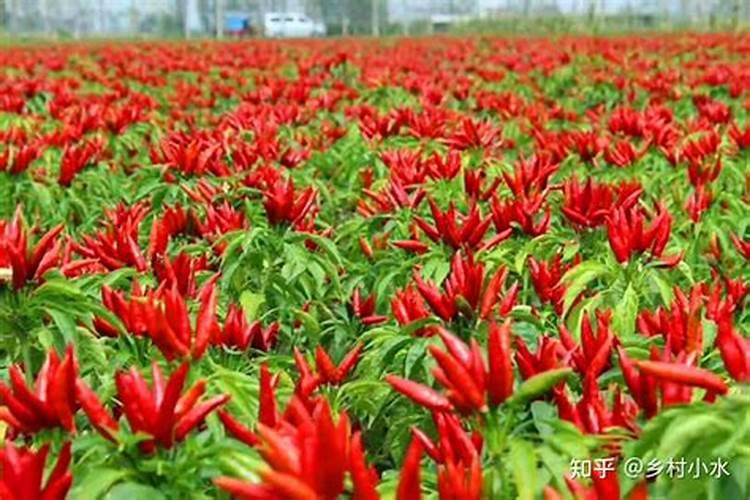为什么我炒得手撕包菜那么多水