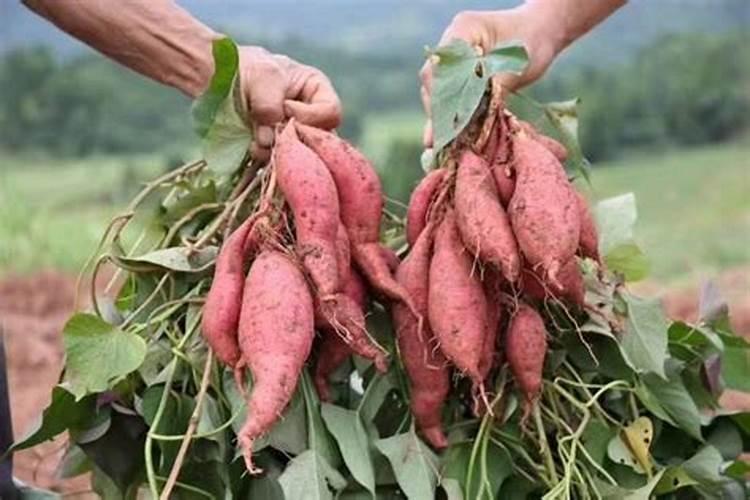 种红薯用哪种肥料做底肥