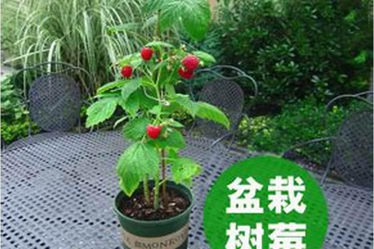 树莓怎么养长的好