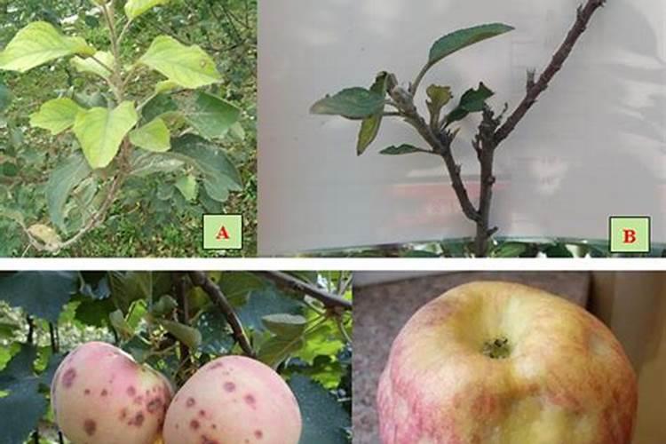 苹果树施钾肥正当时