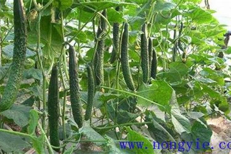 如何控制黄瓜植株徒长？