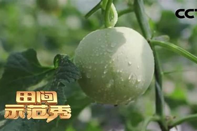 甜瓜打什么叶面肥最好？甜瓜施肥时间及方法？