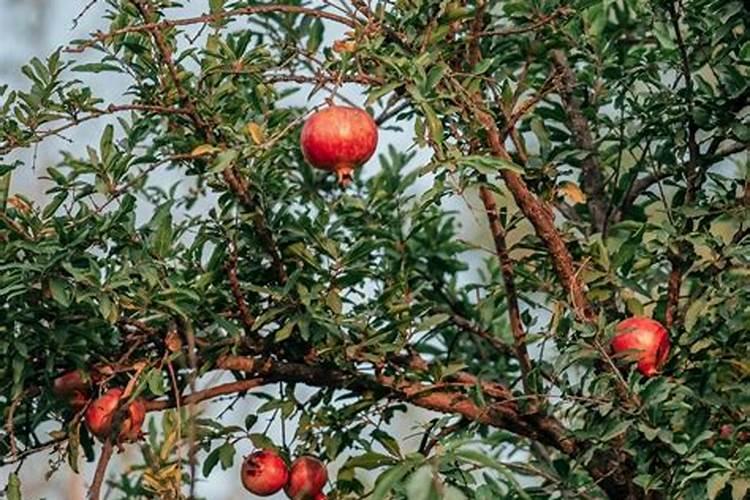 赤峰市冬季冰雪旅游品牌