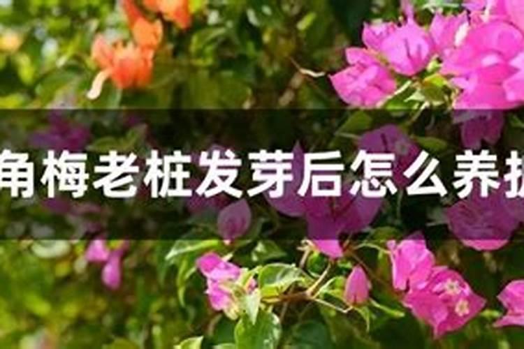 三角梅发芽后施什么肥