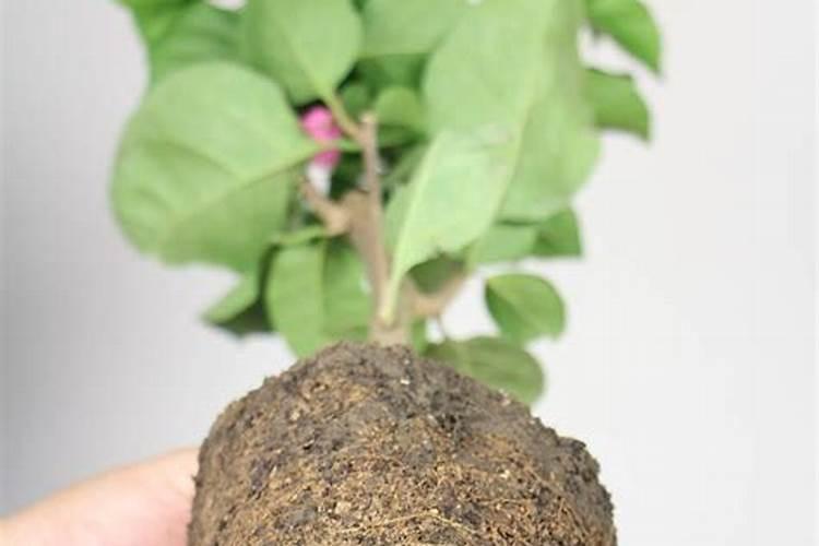 三角梅发新芽了要施肥吗