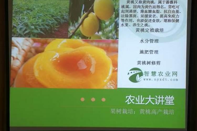黄桃的施肥时间,具体是哪个时间段呢？