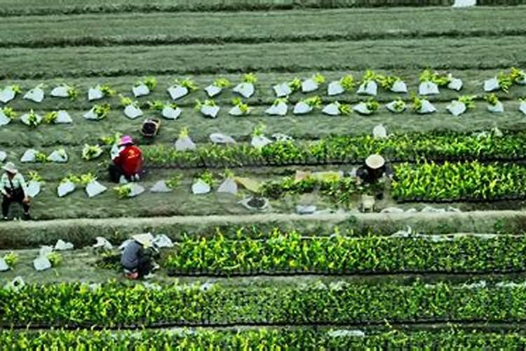 杨树施肥技术要怎样