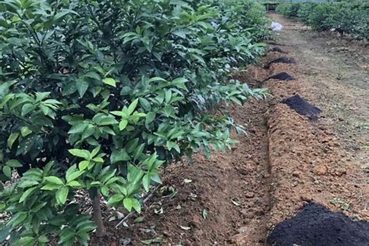 广东省和海南省和广西省种植的烟草都是一年几熟？？？