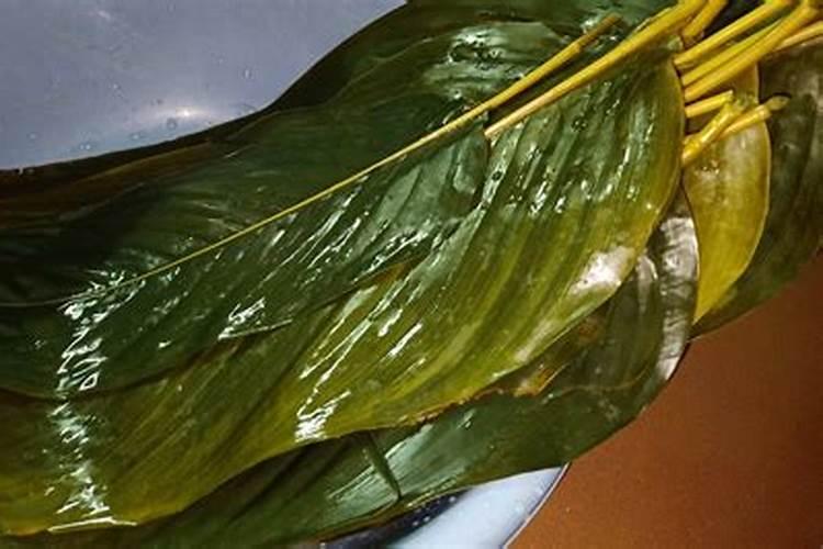 发财树冬天叶子发黄落叶怎么办