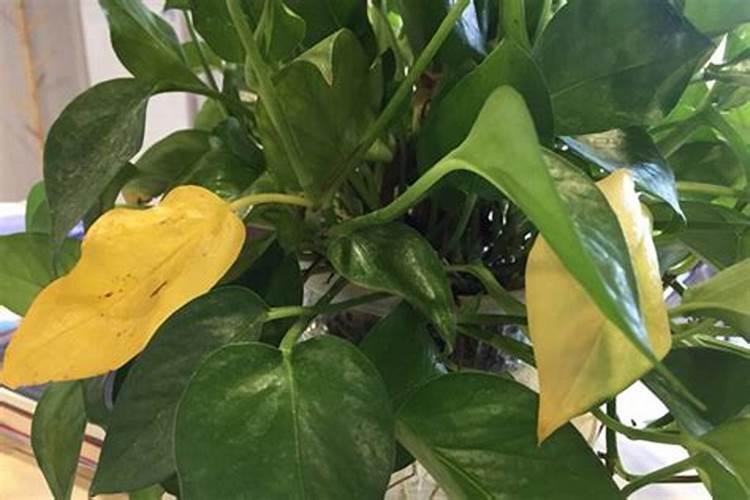 棉花营养钵育苗技术要点