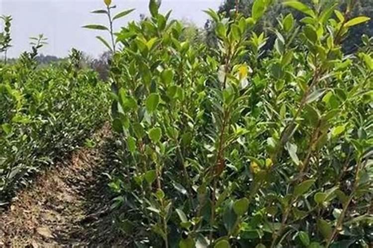 密环菌详细信息